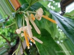 augmented_Alangium begoniaefolium flower4_0_6966.jpeg